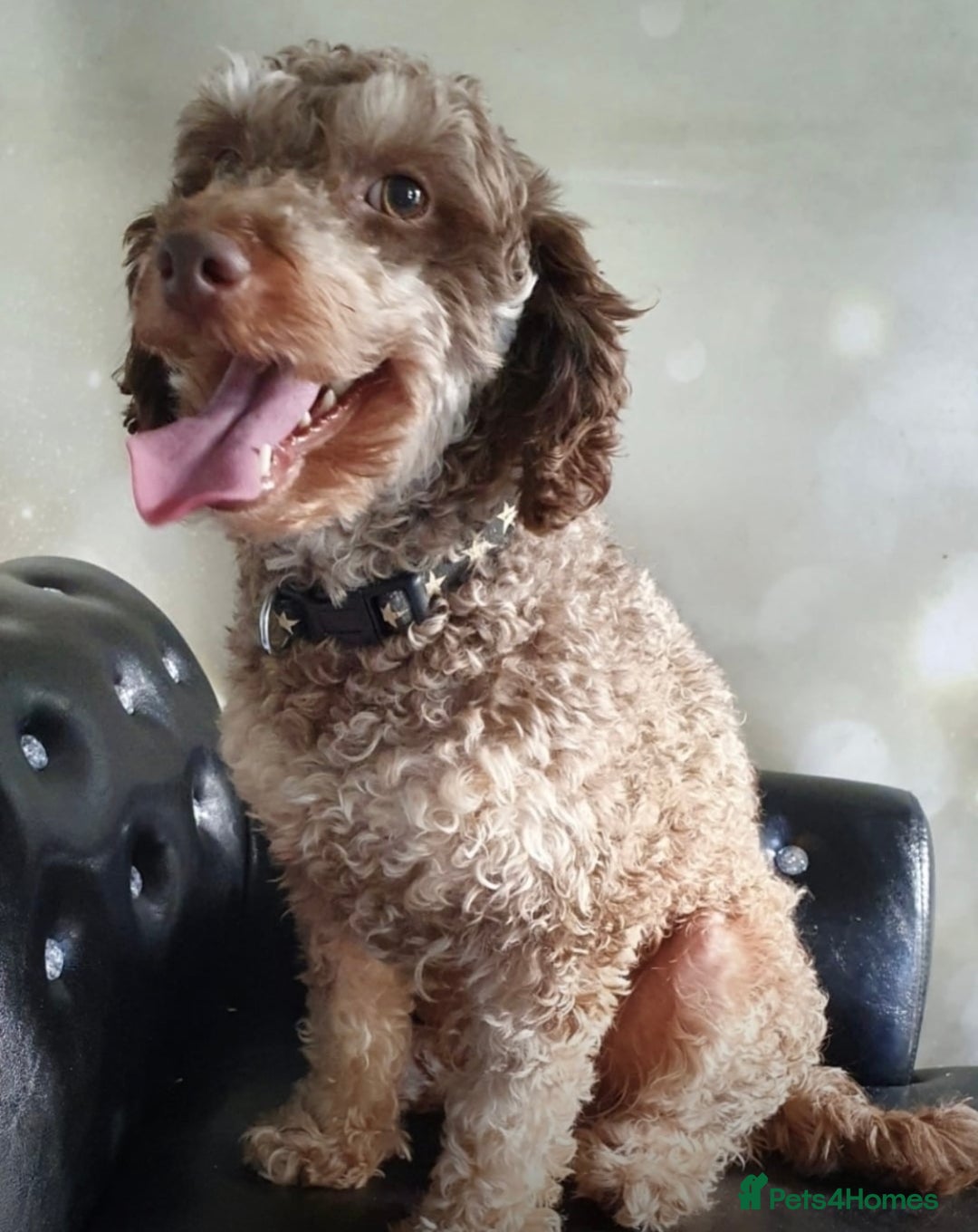 Cockapoo dogs for sale: F1 Chocolate Cockapoo pups - Advert 3