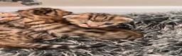 Bengal cats for sale: Bengal Mix kittens 🐱  in Hinckley - Advert 23