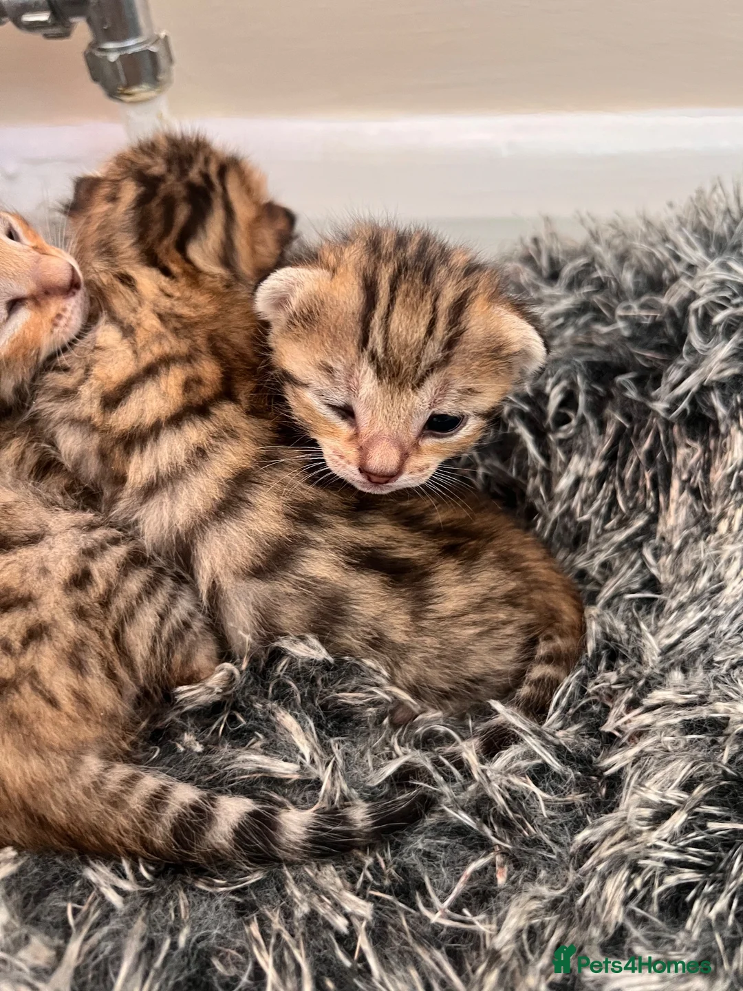 Bengal cats for sale: Bengal Mix kittens 🐱  in Hinckley - Advert 23