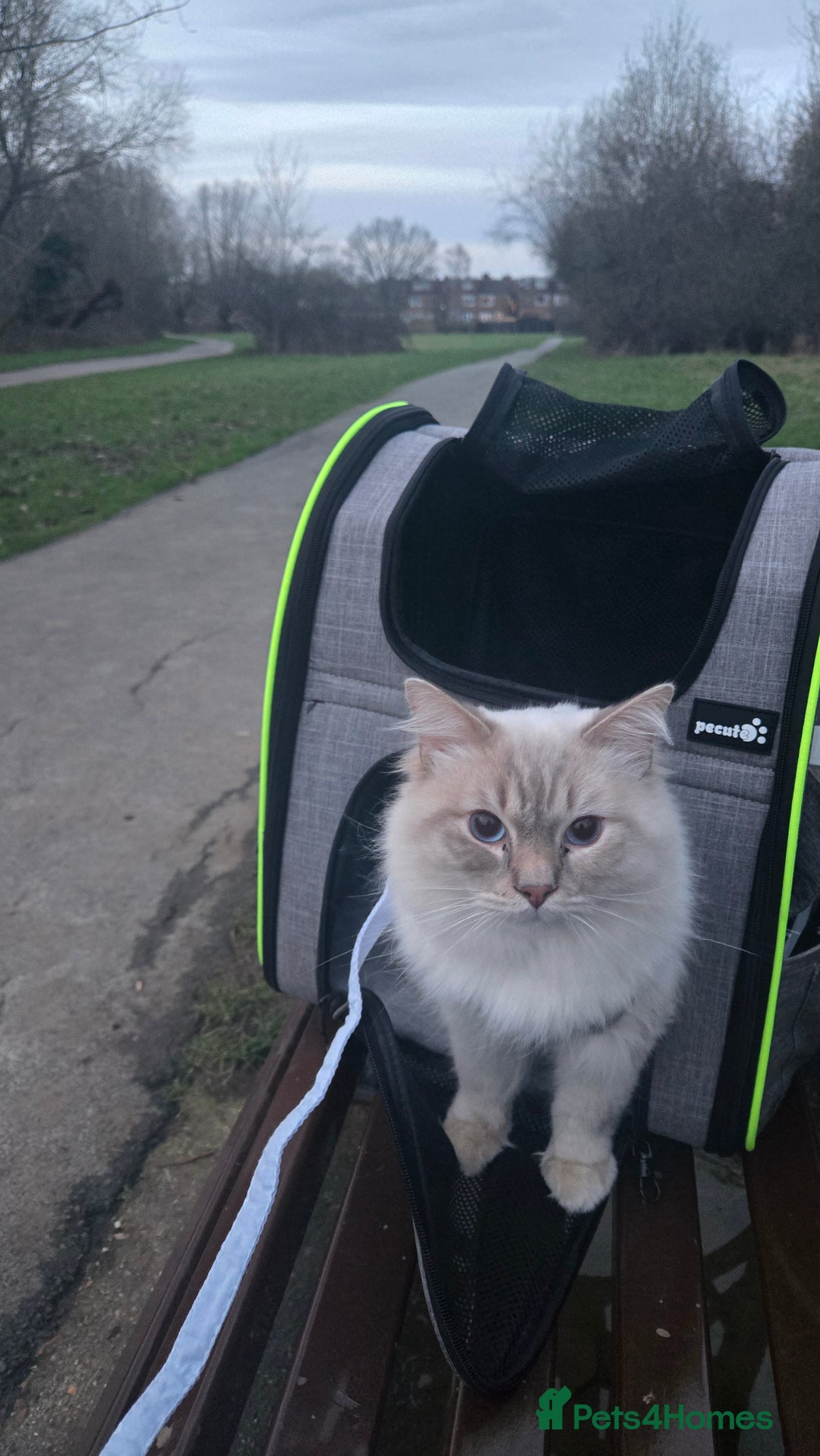 Ragdoll cats for stud: LILAC LYNX POINT RAGDOLL FOR STUD DUTY - Image 2