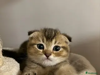 Scottish Fold cats Tawny and Smoke Scottish Fold/Straight Kittens - Advert 3