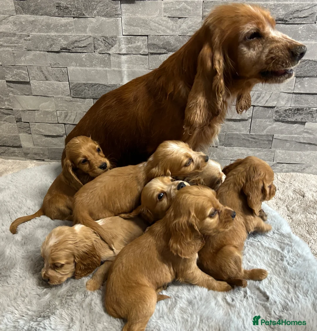 Cocker Spaniel dogs for sale: Show cocker spaniel puppies  - Advert 24