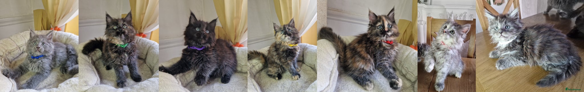 Maine Coon cats for sale: 8 maine coon kittens ready in Bury in Bury - Advert 1