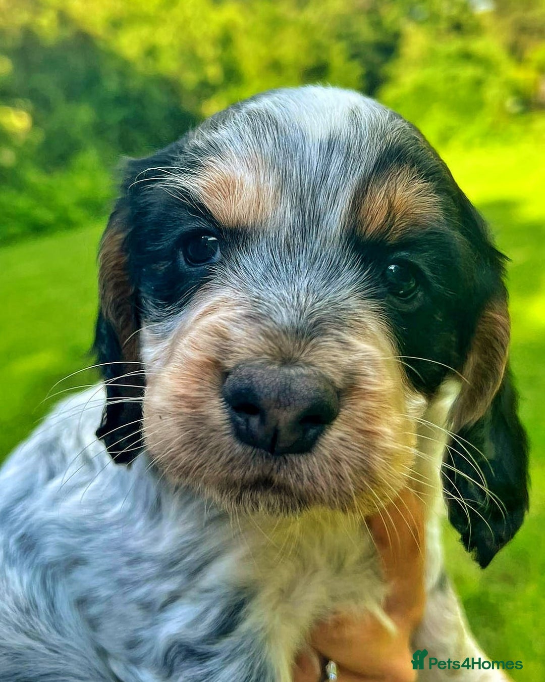 Cocker Spaniel dogs for stud: Extensively Health Tested KC Cocker - WELL PROVEN in Lincoln - Image 15