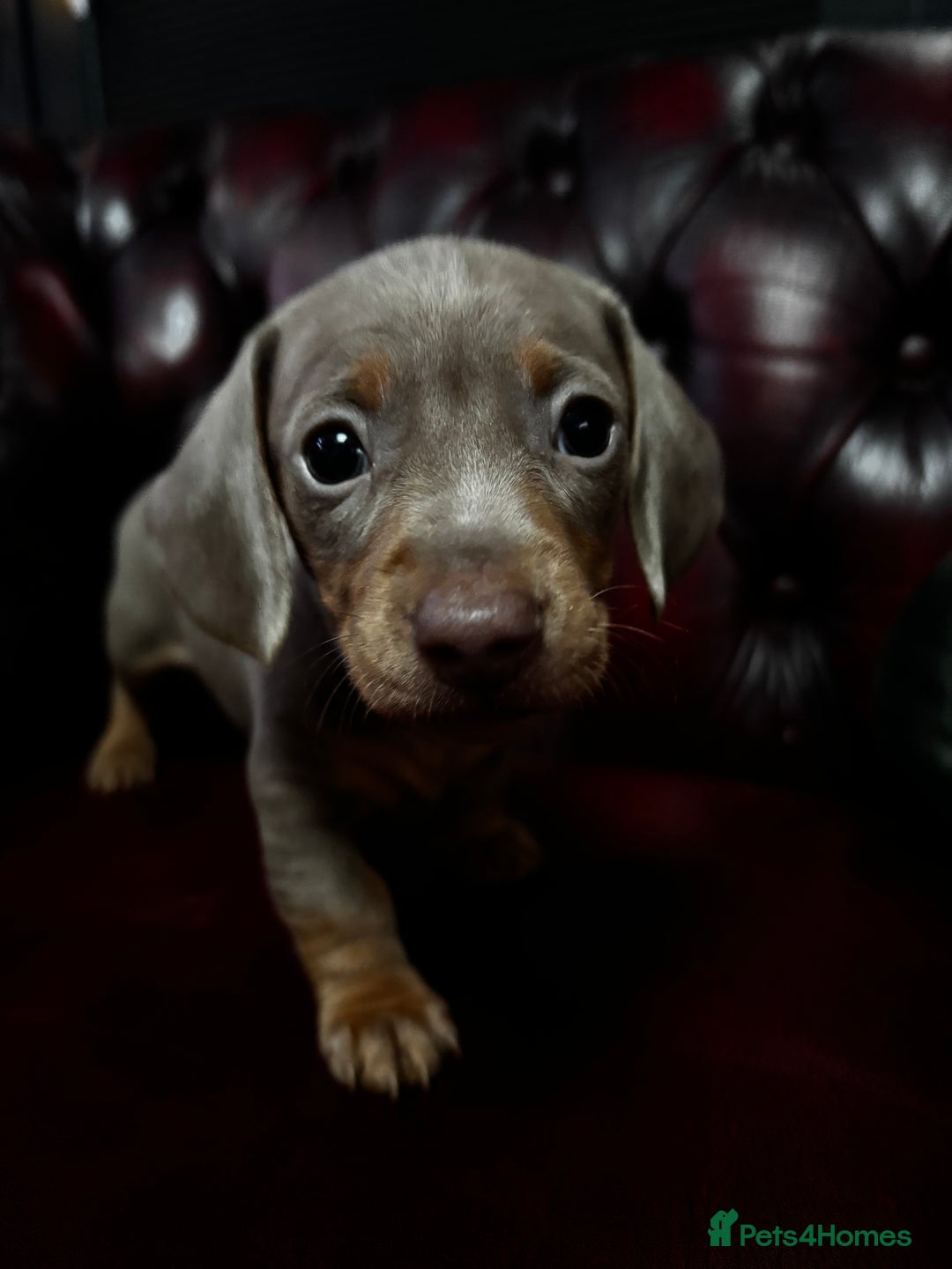 Miniature Dachshund dogs for sale: RARE KC 2 Isabella+tan boys, 1 chocolate and tan  - Advert 1