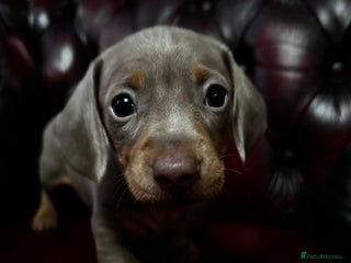 Miniature Dachshund dogs RARE KC 2 Isabella+tan boys, 1 chocolate and tan - Advert 14