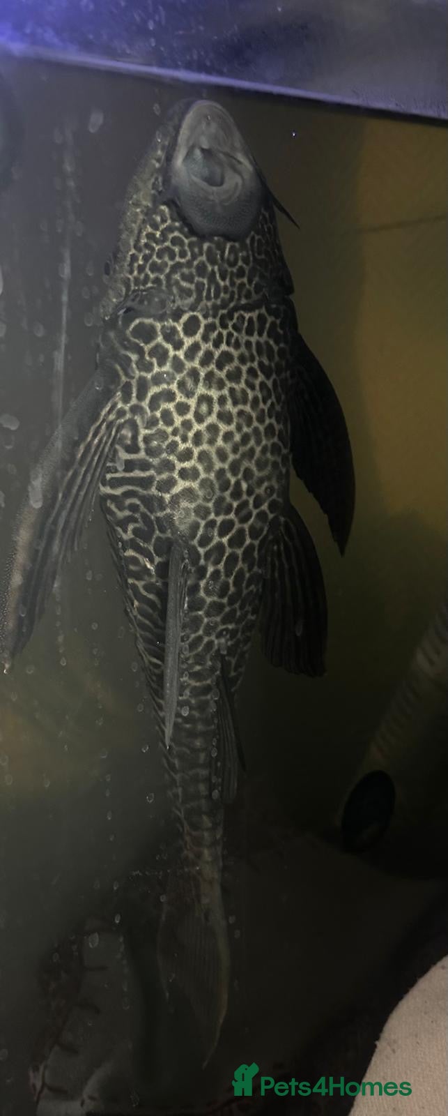 Plecos fish Common pleco  - Advert 1