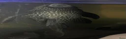 Plecos fish for sale: Common pleco  in Chesham - Advert 1