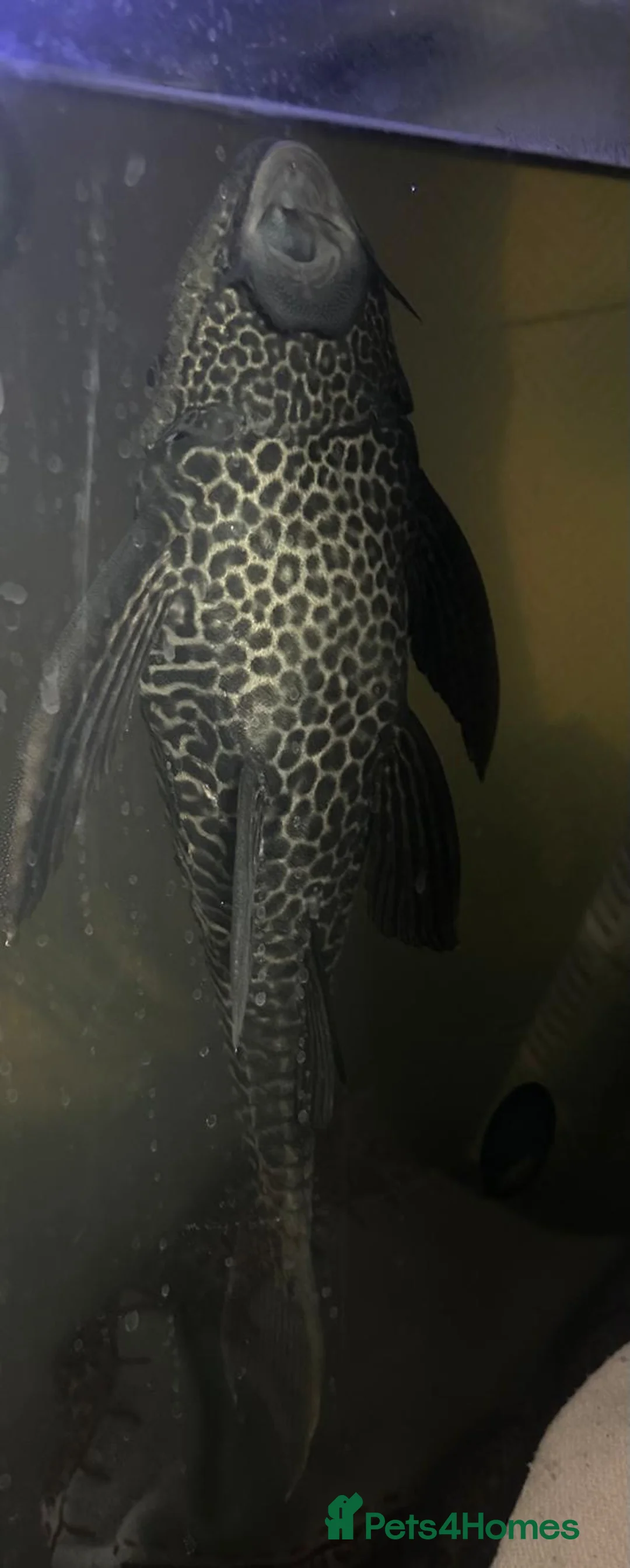 Plecos fish for sale: Common pleco  in Chesham - Advert 1