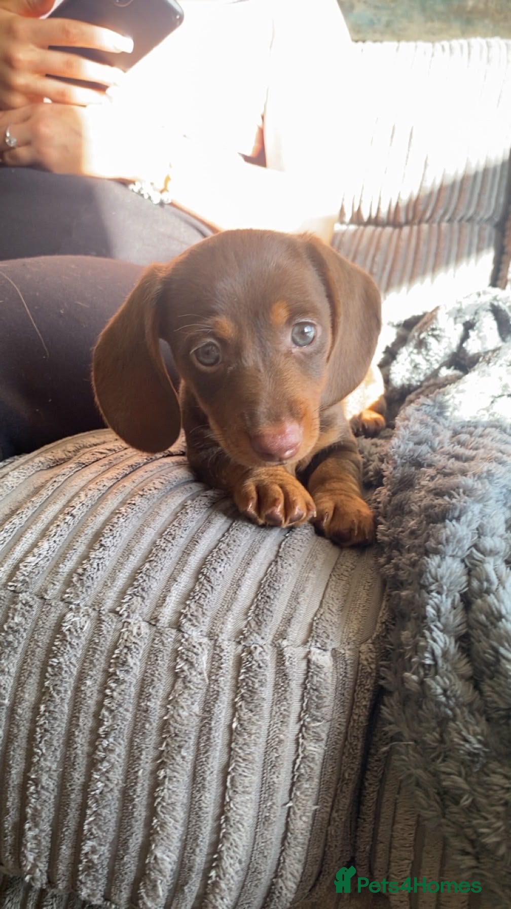 Dachshund dogs Very small miniature dachshund girl - Advert 2