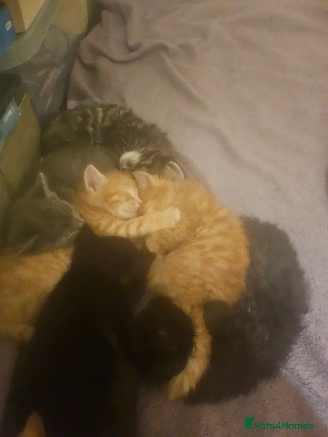 Mixed Breed cats for sale: Elven Bengal Mixes - Advert 29