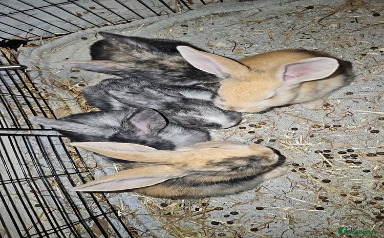 Harlequin rabbits 5 beautiful Harlequin bunnies looking for a new 🏡 - Advert 1