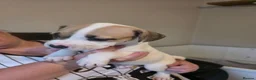 American Bulldog dogs for sale: American bull.dog puppies  in Wigan - Advert 5