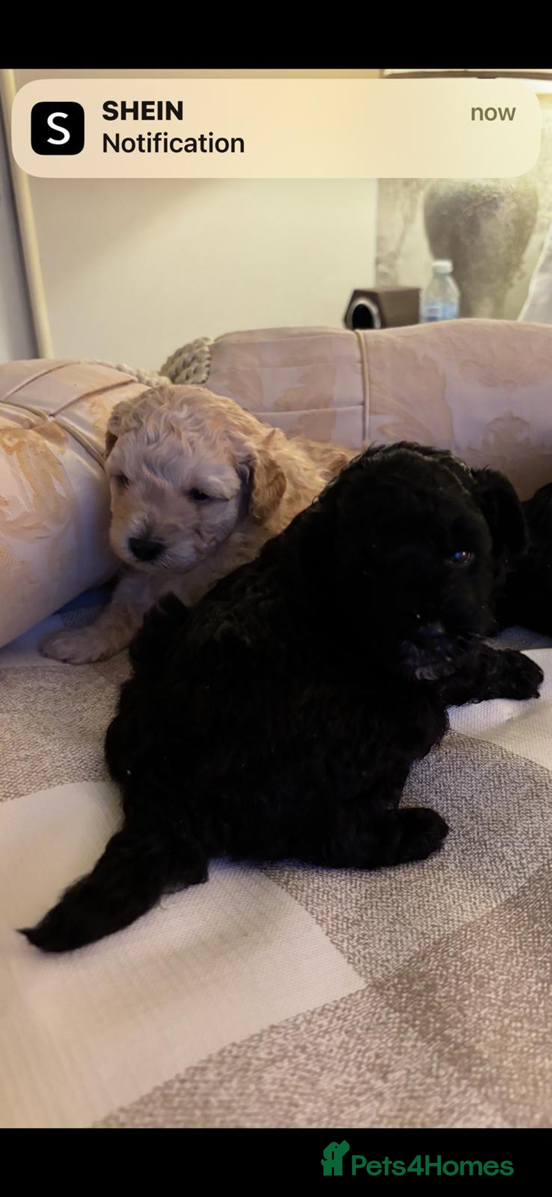 Poochon dogs for sale: Toy poodle pochons - Advert 3