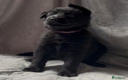 German Shepherd dogs for sale: Exceptional KC Reg DDR GSD Puppies Rare Bloodlines - Image 9