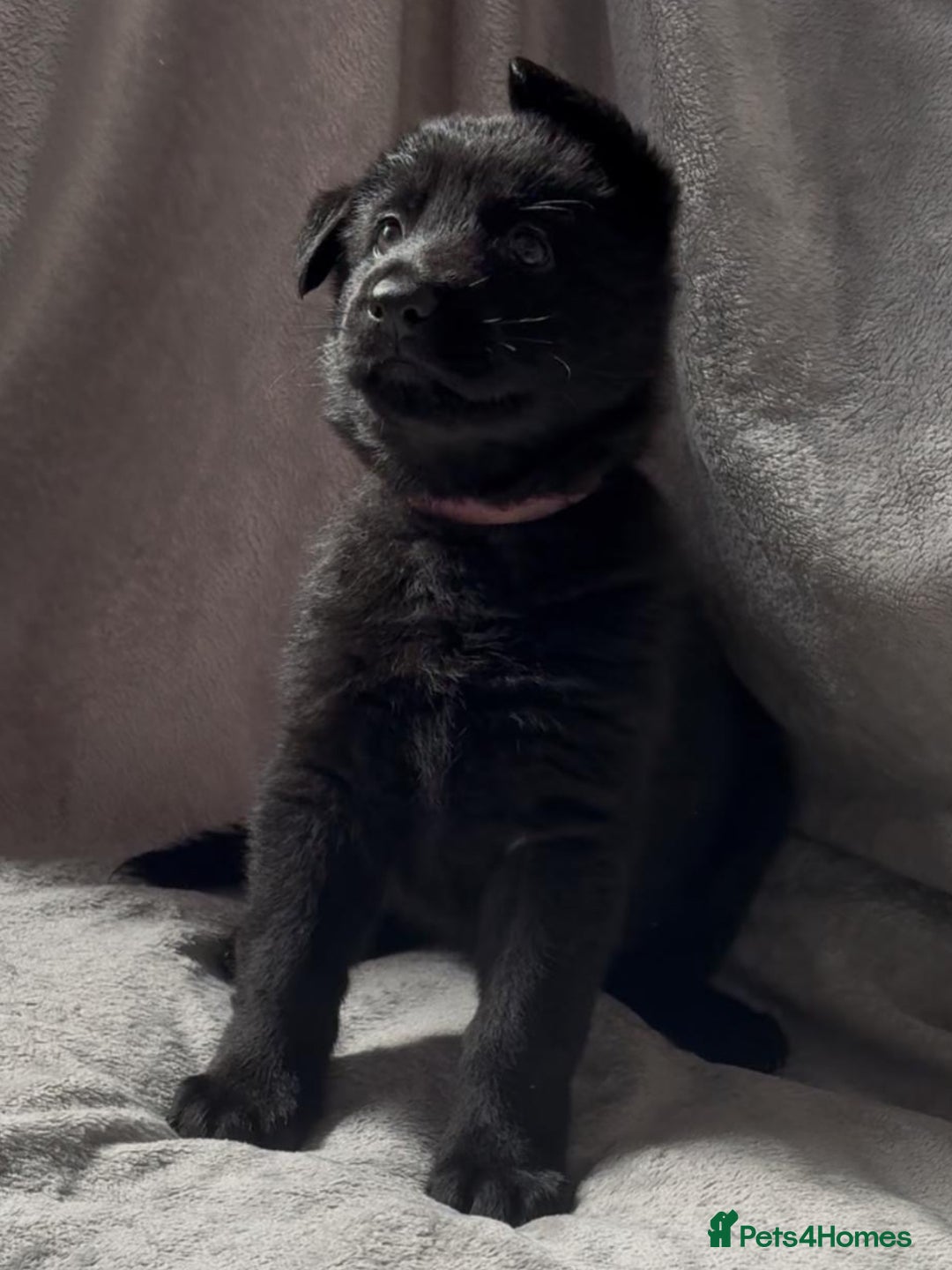 German Shepherd dogs for sale: Exceptional KC Reg DDR GSD Puppies Rare Bloodlines - Image 9