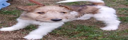 Fox Terrier dogs for sale: KC Wire haired fox terrier pups based in Kent - Advert 36