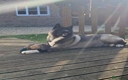 Akita dogs for sale: 4 year old Akita  - Image 30