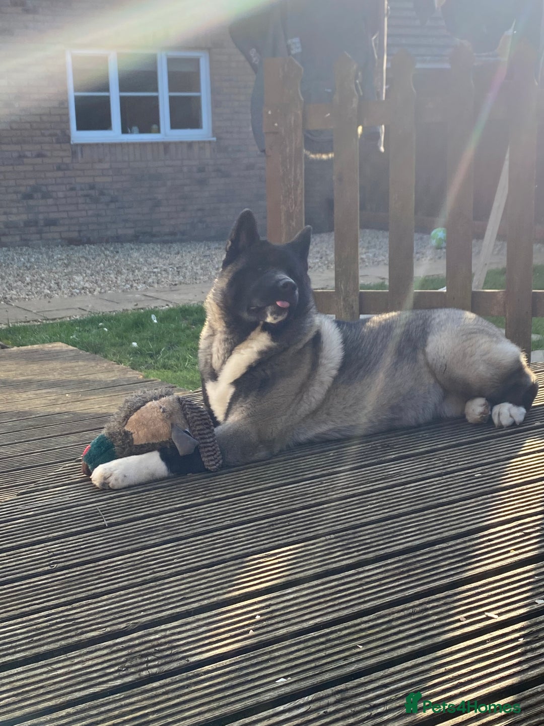 Akita dogs for sale: 4 year old Akita  - Image 30