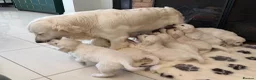 Golden Retriever dogs for sale: Stunning Goldens-Parents are School Wellbeing dogs - Advert 9