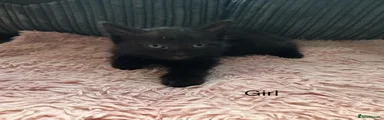 Mixed Breed Kitten 2