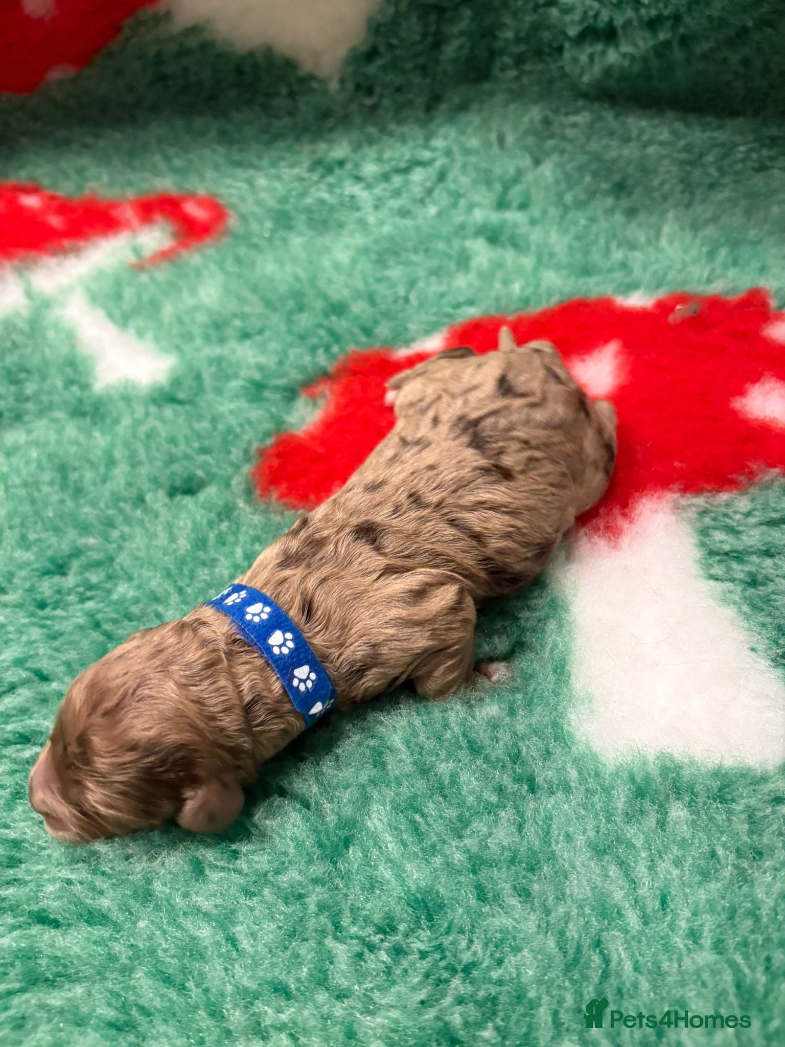 Cockapoo dogs for sale: STUNNING F1 COCKAPOOS  - Advert 15