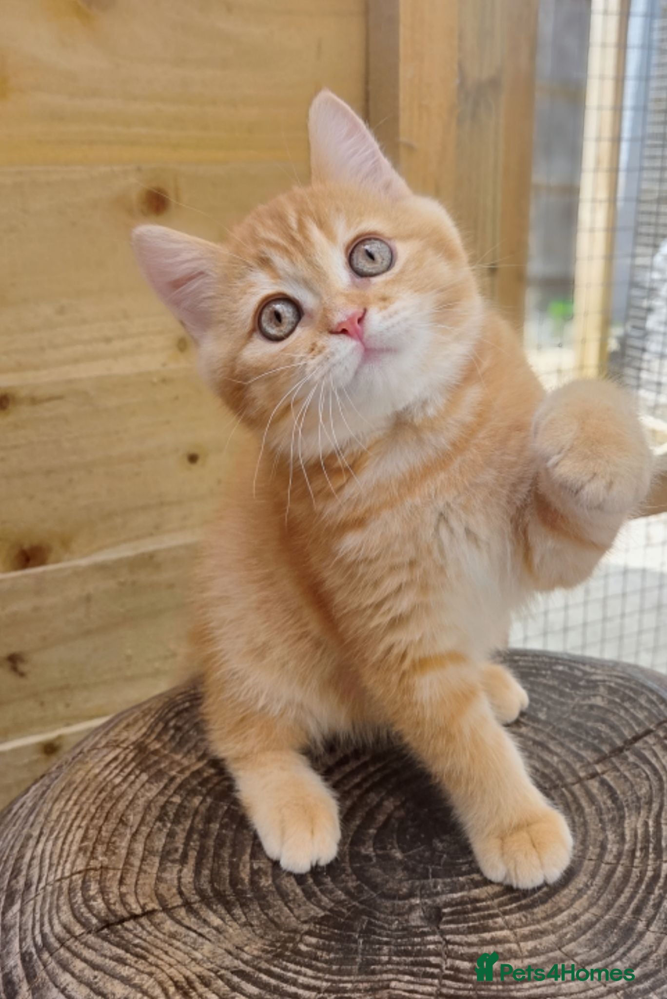 British Shorthair cats 🧡🧸 1 British Tabby Cutie SH 🍬🧡 - Advert 10