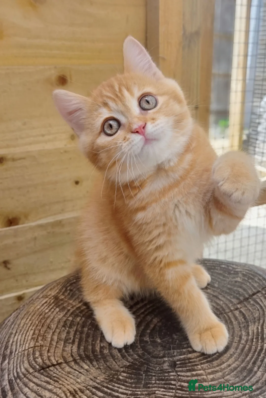 British Shorthair cats for sale: 🧡🧸 1 British Tabby Cutie SH 🍬🧡 price reduced  - Advert 2