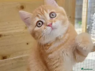 British Shorthair cats 🧡🧸 1 British Tabby Cutie SH 🍬🧡 - Advert 10