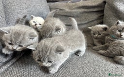 British Shorthair cats for sale: British Shorthair Kittens   - Image 9