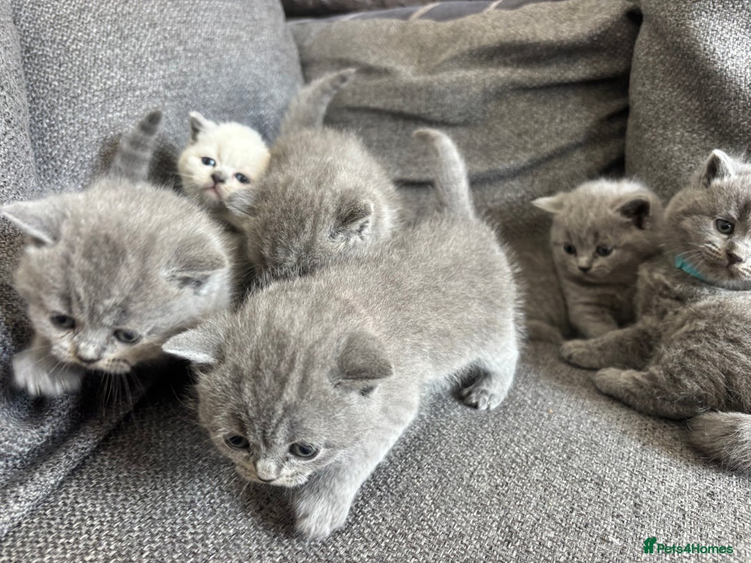 British Shorthair cats for sale: British Shorthair Kittens   - Image 9