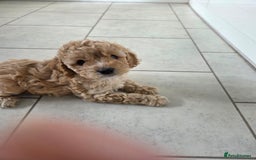 Cavapoo dogs for sale: Cavapoo pups  - Image 15