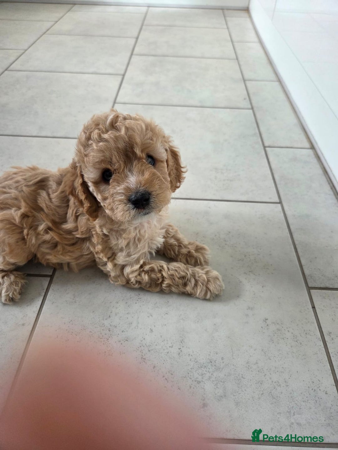Cavapoo dogs for sale: Cavapoo pups  - Image 15