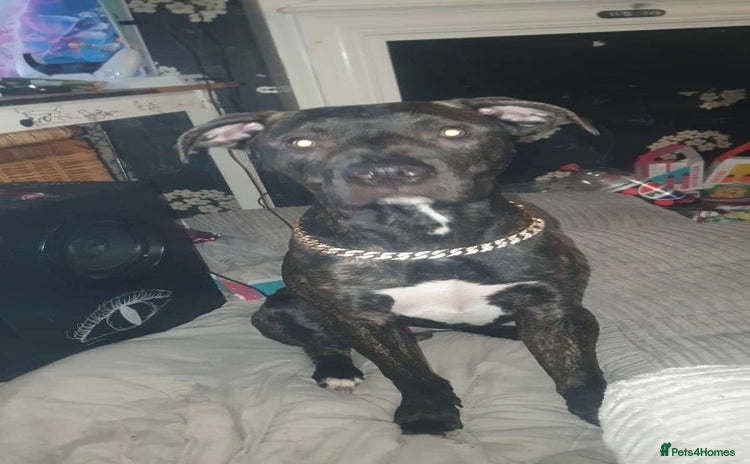Staffordshire Bull Terrier dogs - Advert 2