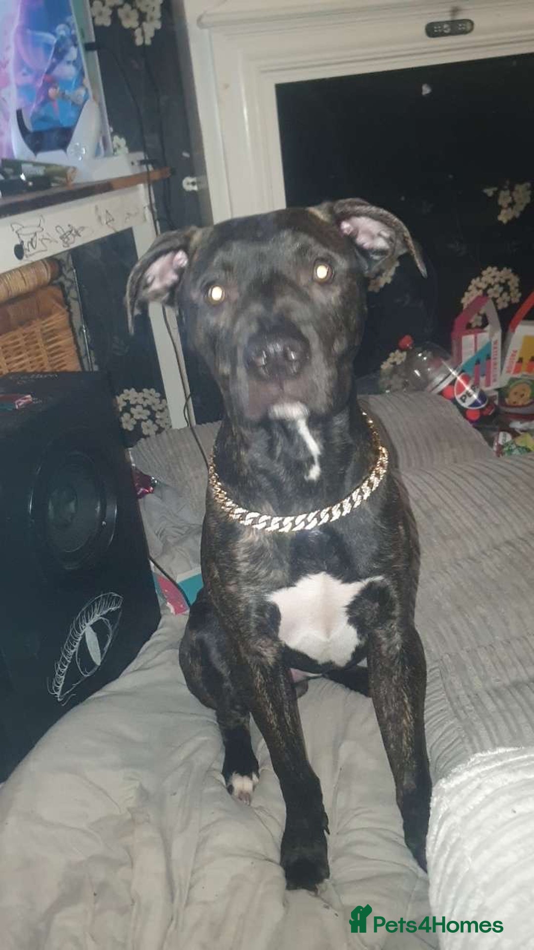 Staffordshire Bull Terrier dogs for sale: Male Staffy  - Image 1