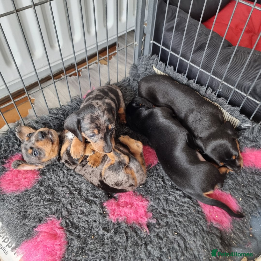 Miniature Dachshund dogs for sale: Stunning KC Health Tested Miniature Dachshunds - Image 11