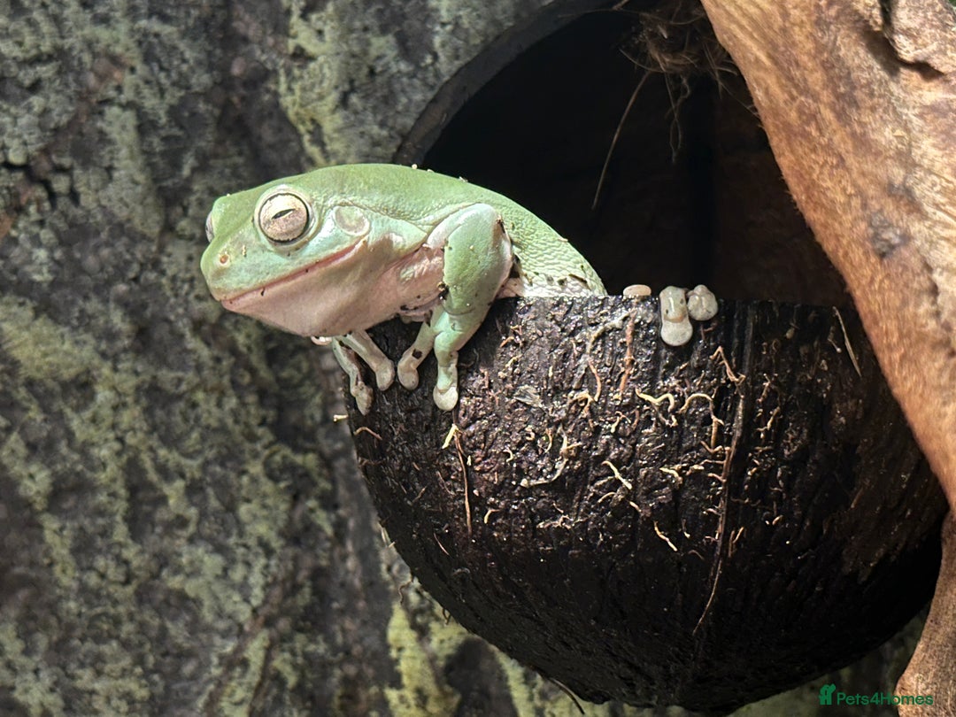 Frog reptiles for sale: Pair of Whites Tree Frogs with Enclosure and Stand - Image 4