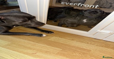 Staffordshire Bull Terrier dogs Kc Registered Blue staff Puppies For Sale London - Advert 14