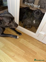 Staffordshire Bull Terrier dogs Kc Registered Blue staff Puppies For Sale London - Advert 4