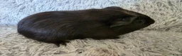 Guinea Pig rodents for sale: 2 bonded girls  - Advert 3