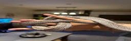 Corn Snake reptiles for sale: 3yr old Corn snake for sale - Advert 2