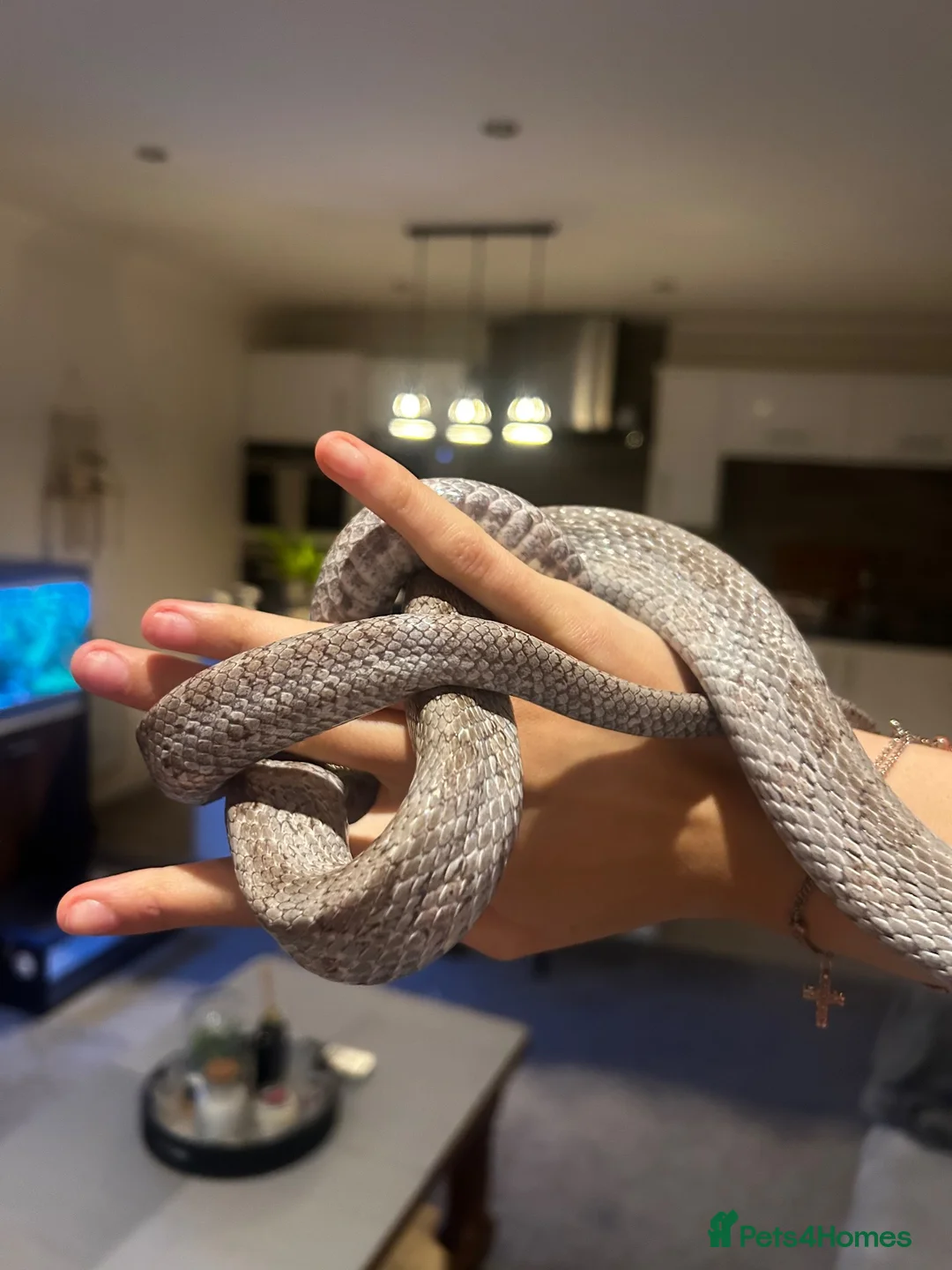 Corn Snake reptiles for sale: 3yr old Corn snake for sale - Advert 2