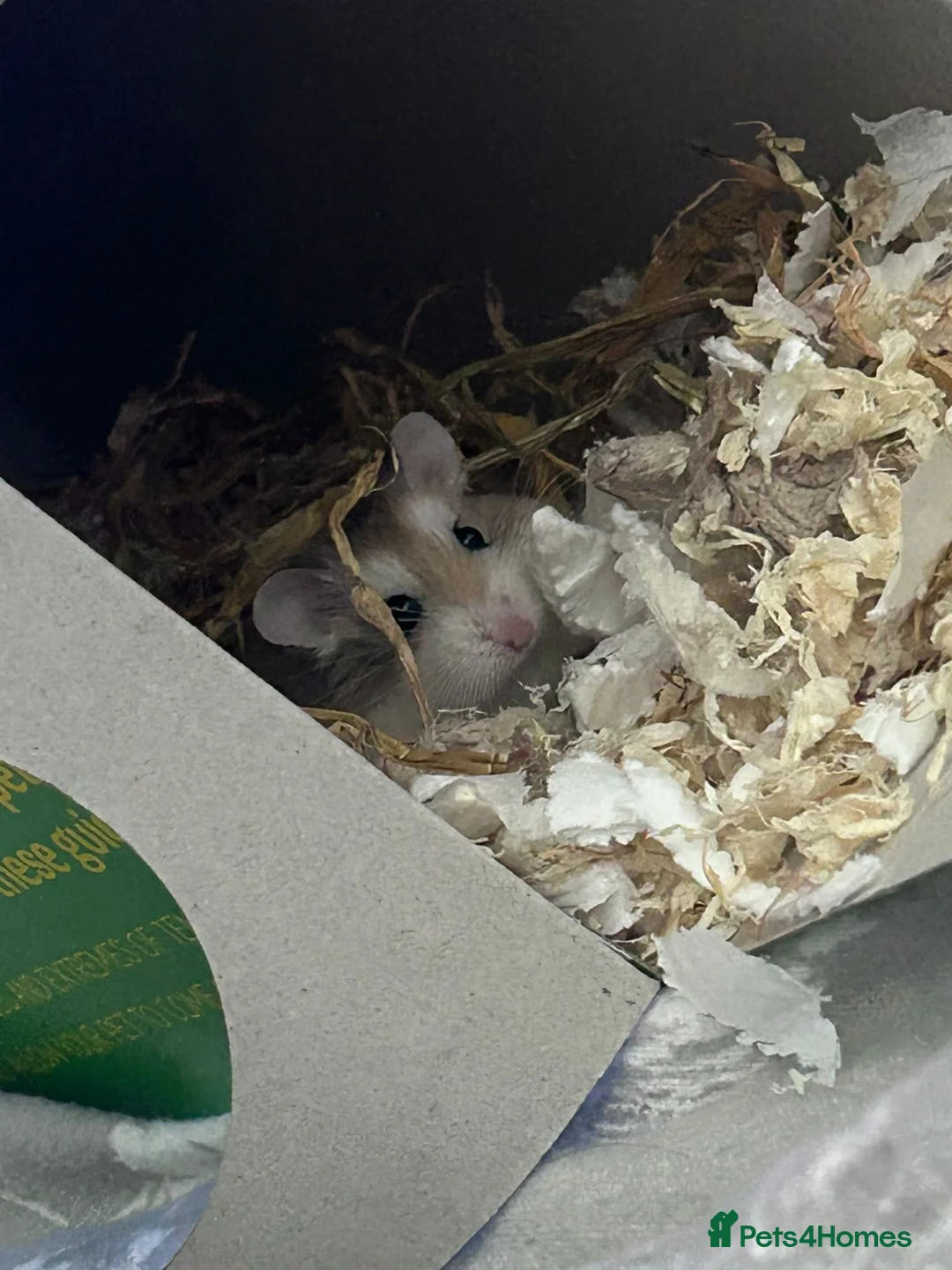 Hamster rodents for sale: Male Polish dwarf hamster  - Advert 2