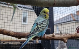 Budgerigars birds for sale: 3x baby budgie reseve only til 13th oct. From £45 - Image 7