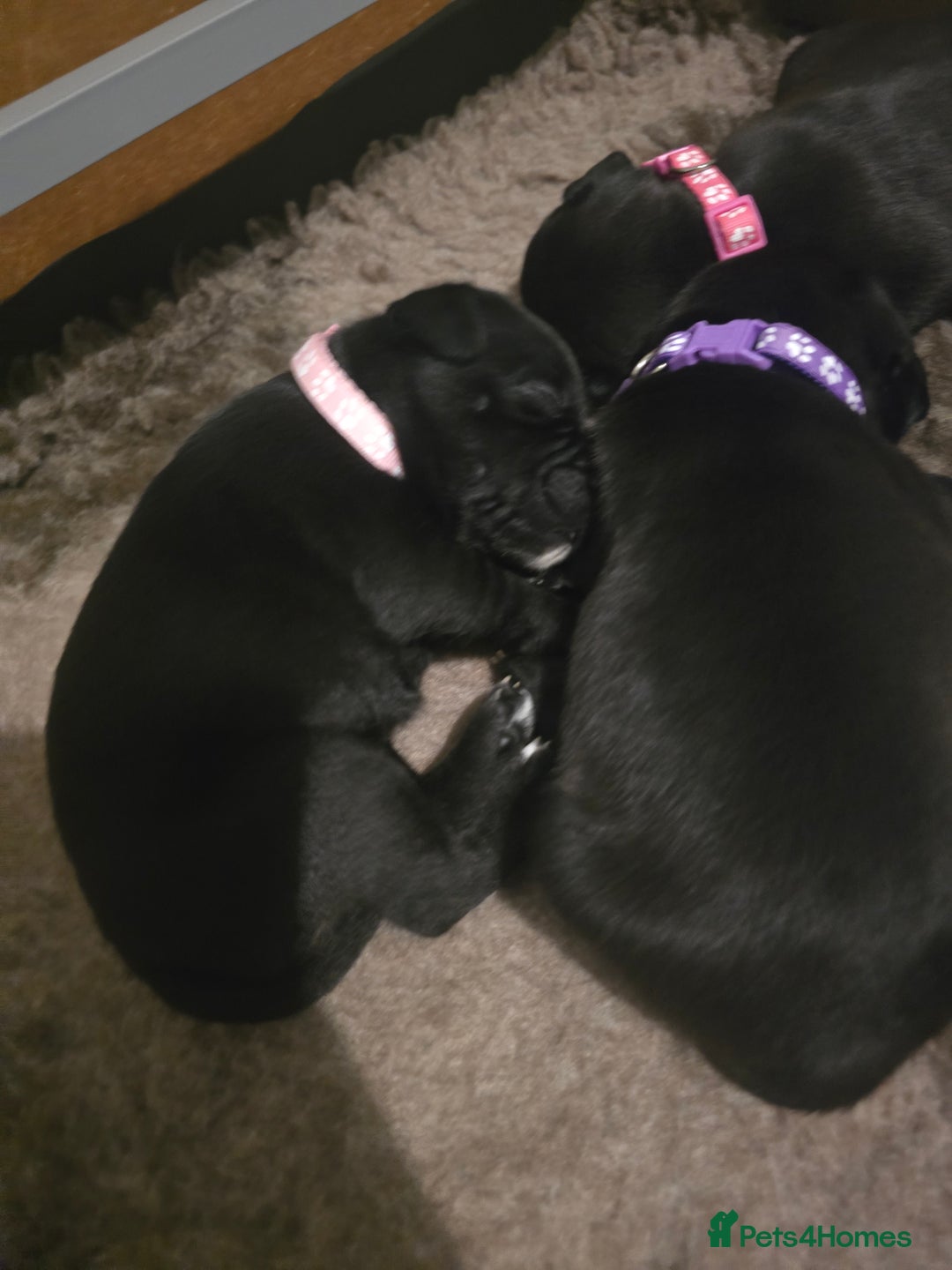 Staffordshire Bull Terrier dogs for sale: Kc registered Staffordshire bullterrier  - Advert 22