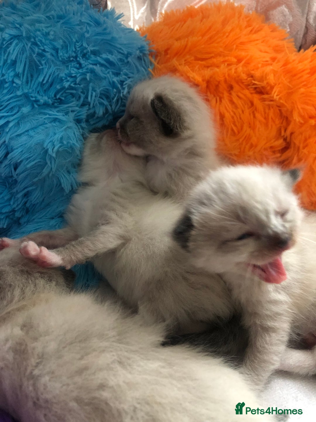 Ragdoll cats for sale: Ragdoll kittens  - Image 21