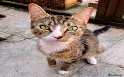 Mixed Breed cats for adoption: ALPHA - Image 5