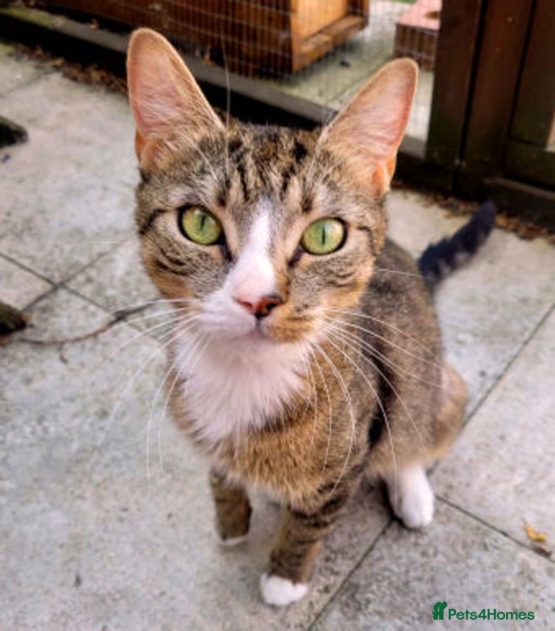 Mixed Breed cats for adoption: ALPHA - Image 5