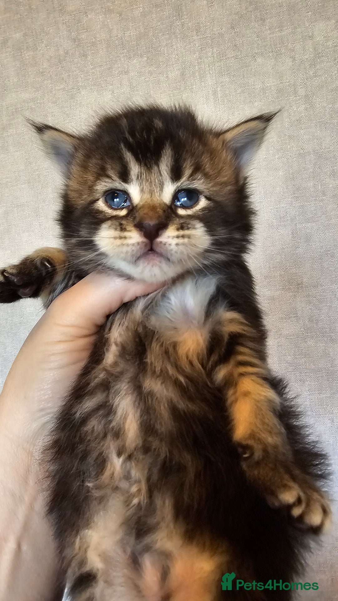 Maine Coon cats for sale: Registered maine coon babies - Advert 5