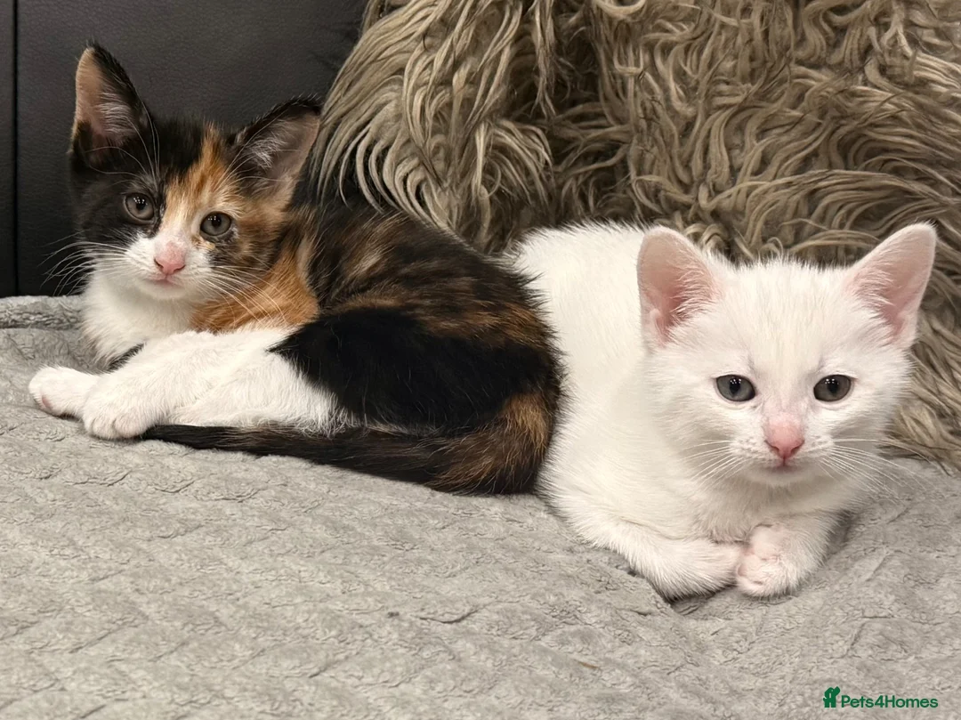 Mixed Breed cats for sale: 4 bundles of joy ready now - Advert 2
